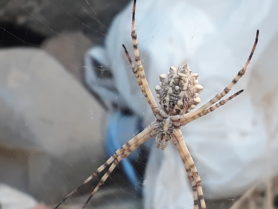 Picture of Argiope lobata (Lobed Argiope) - Ventral,Webs