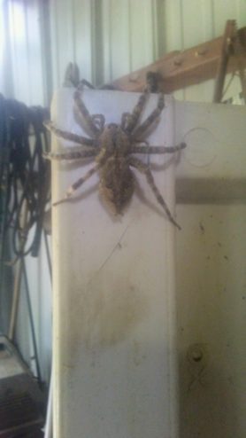 Picture of Dolomedes albineus (White-banded Fishing Spider) - Dorsal