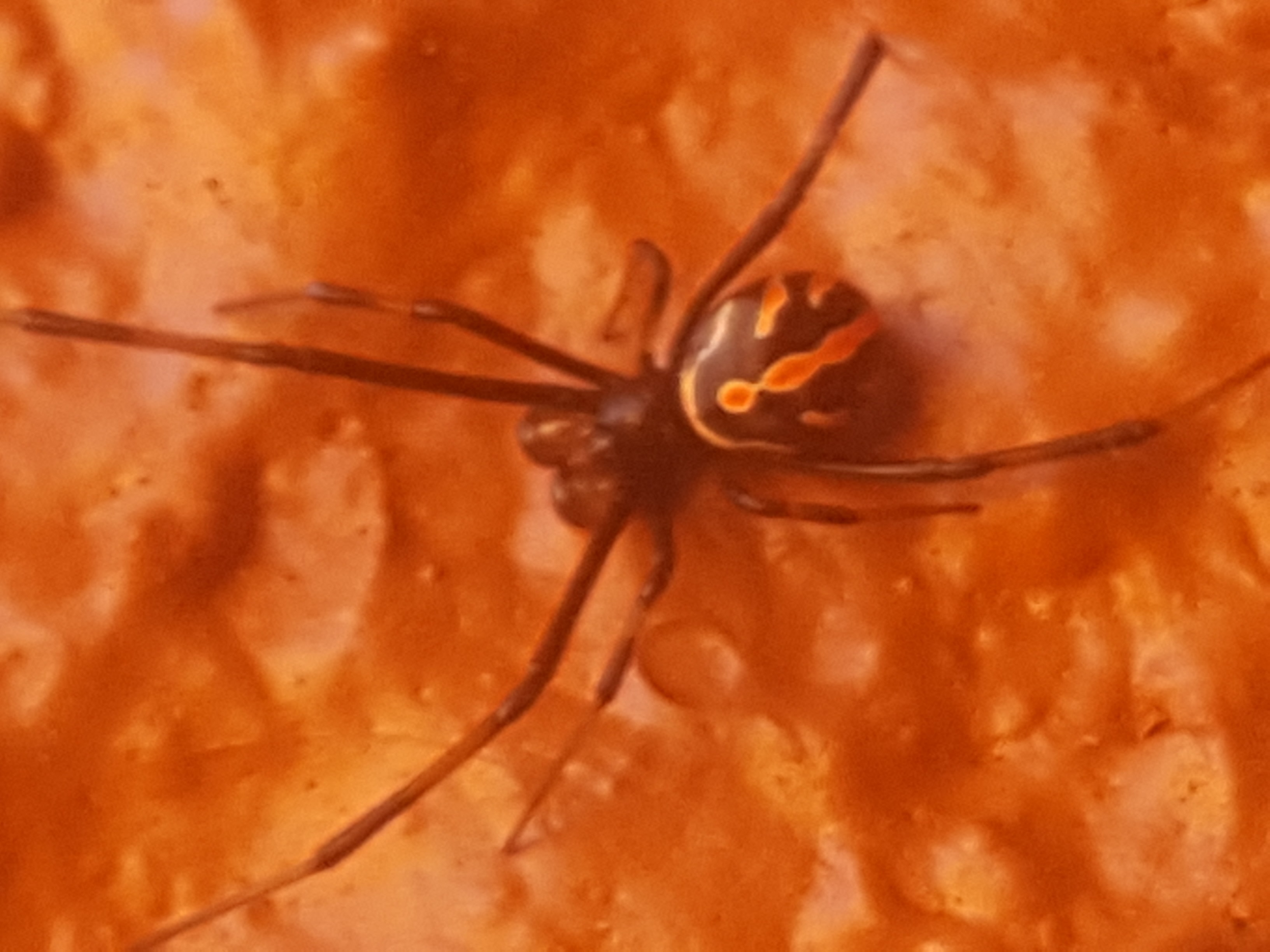 Picture of Latrodectus hesperus (Western Black Widow) - Male - Dorsal,Penultimate