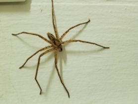 Spiders in Florida - Species & Pictures