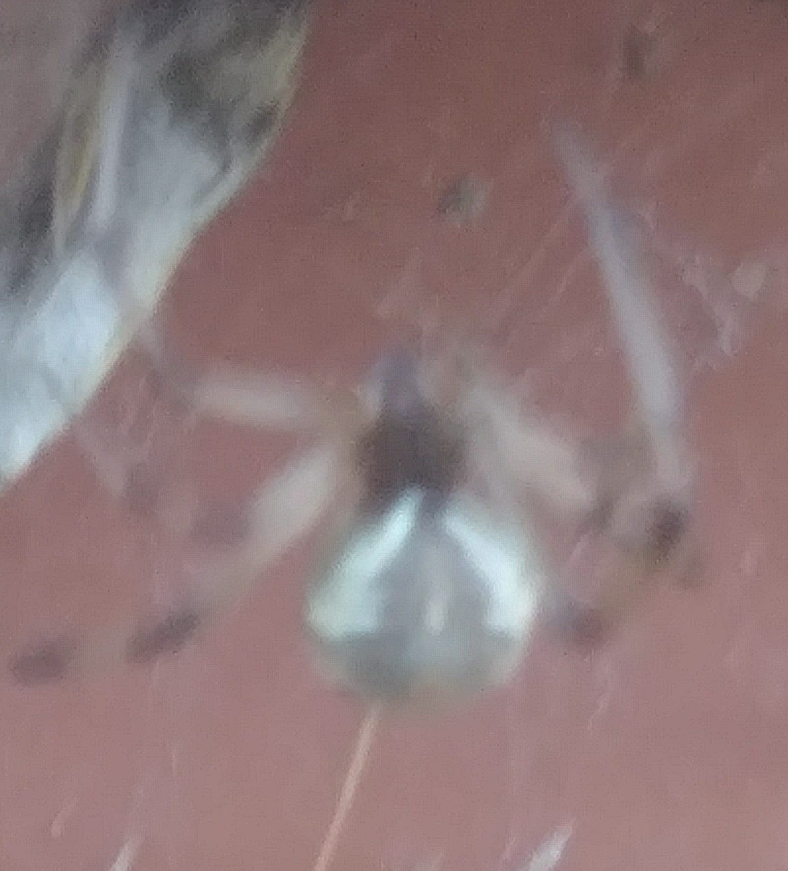 Picture of Latrodectus geometricus (Brown Widow Spider) - Dorsal