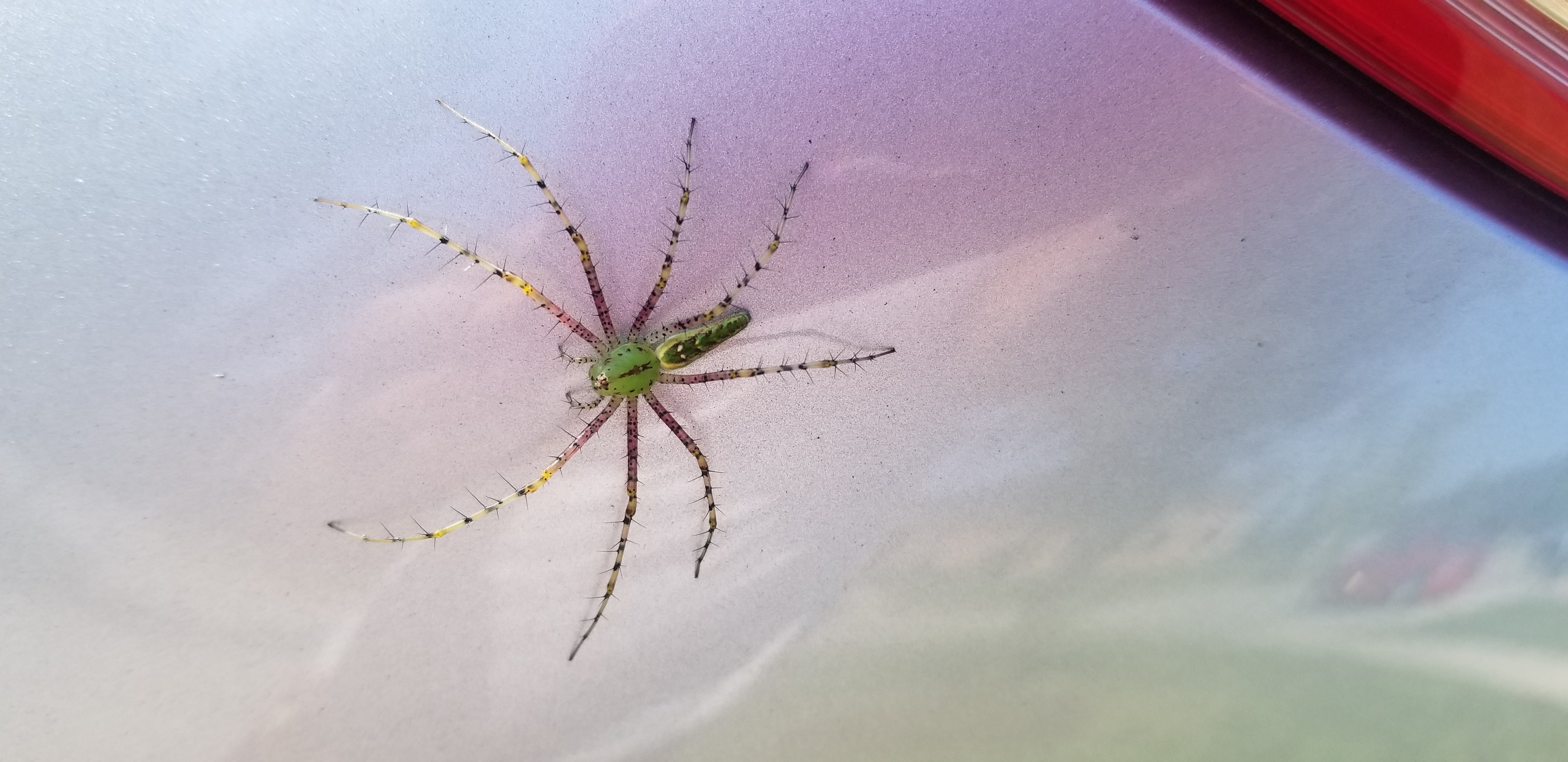 Picture of Peucetia viridans (Green Lynx Spider) - Dorsal