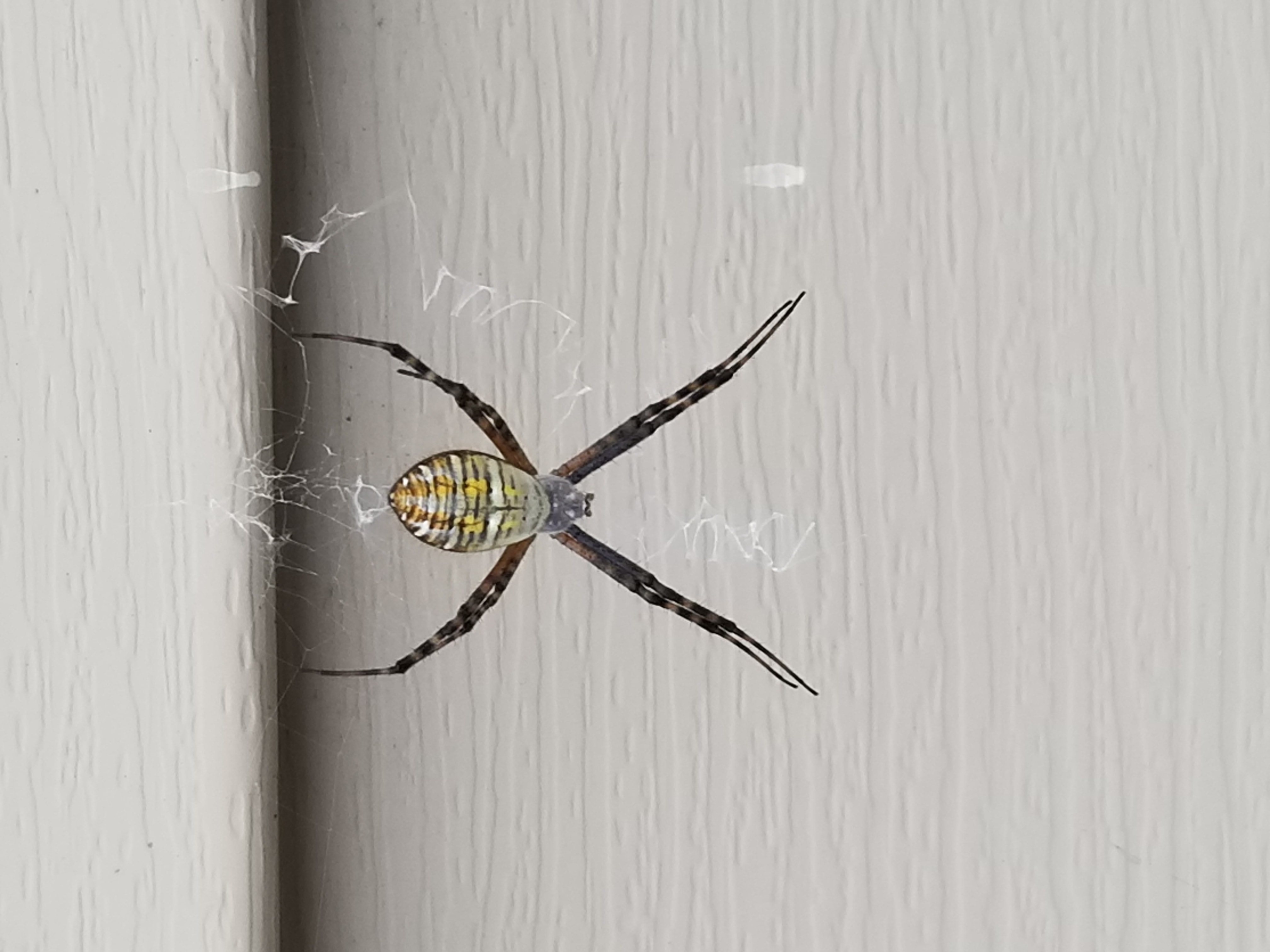 Spiders In Minnesota Species And Pictures