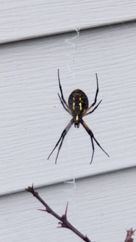 Picture of Argiope aurantia (Black and Yellow Garden Spider) - Ventral