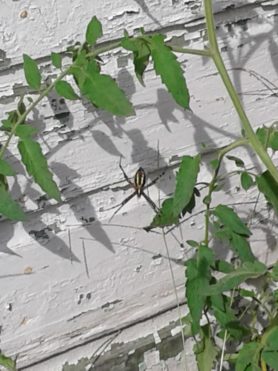 Picture of Argiope spp. (Garden Orb-weavers) - Ventral