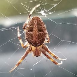 Featured spider picture of Neoscona arabesca (Arabesque Orb-weaver)
