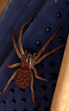 Picture of Rabidosa spp. - Female - Dorsal,Spiderlings