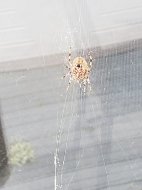 Picture of Neoscona spp. (Spotted Orb-weavers) - Female - Ventral,Webs