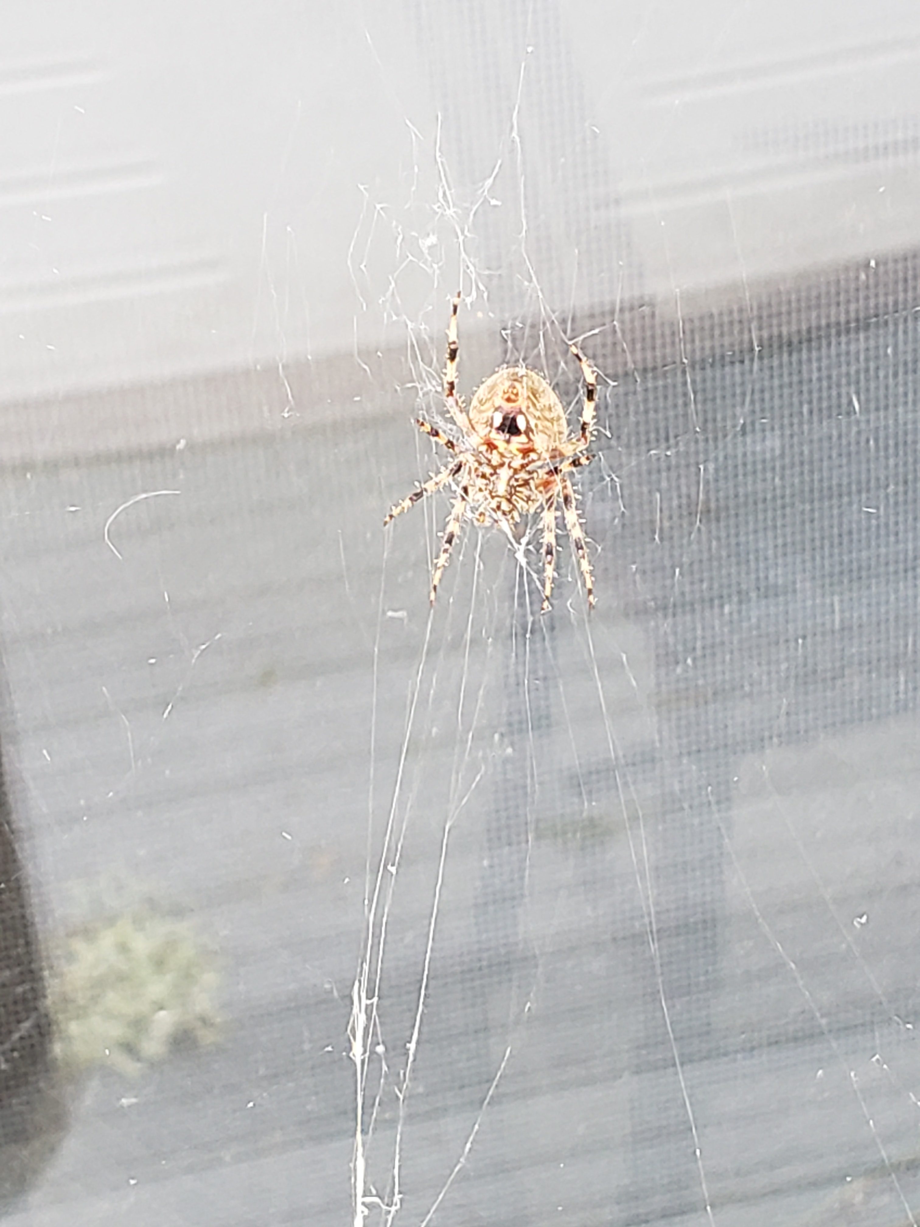 Picture of Neoscona (Spotted Orb-weavers) - Female - Ventral,Webs