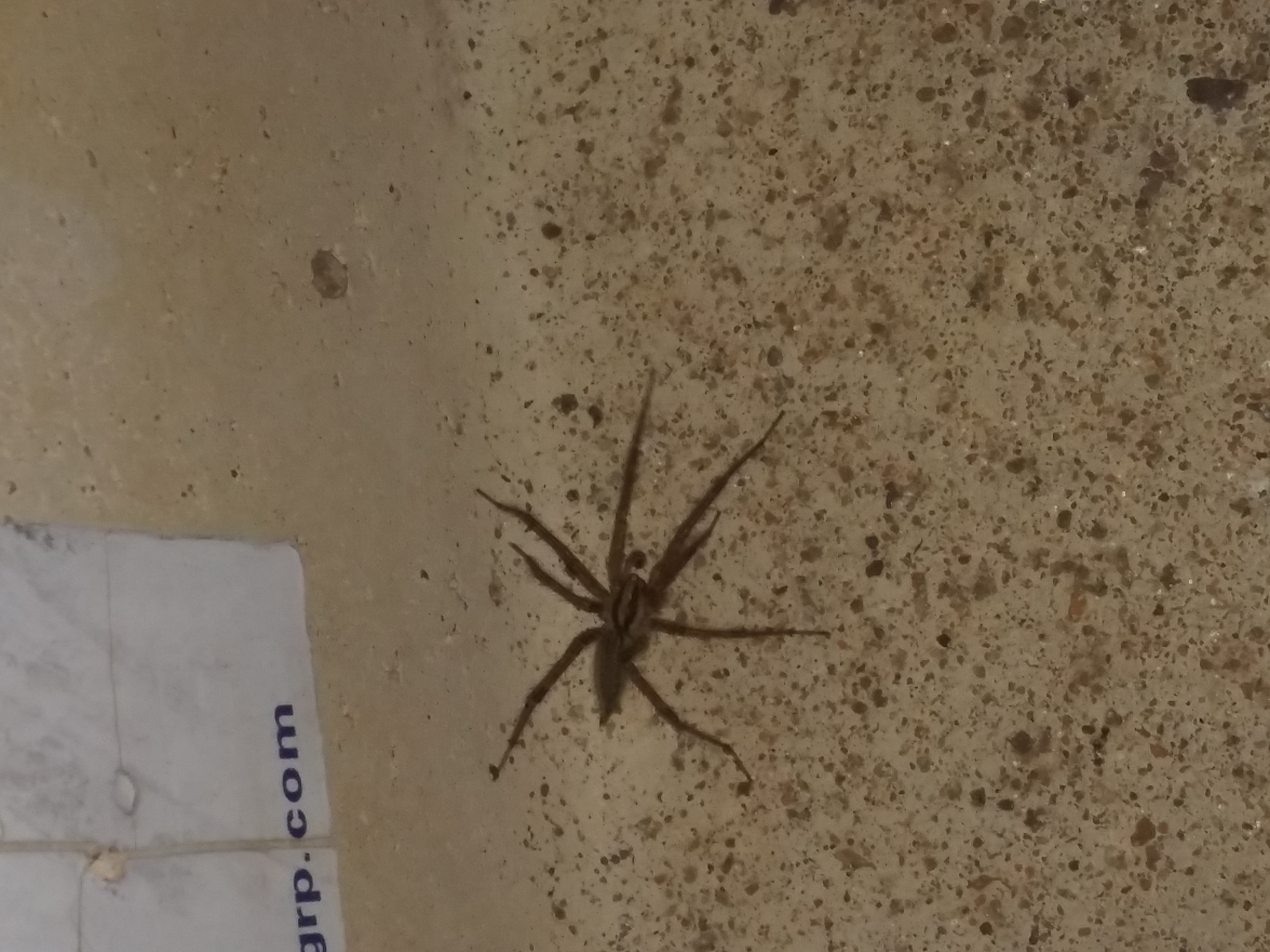 ground dwelling spiders in ks