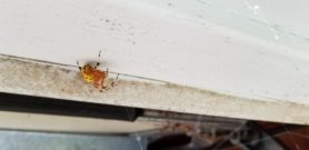 Picture of Araneus marmoreus (Marbled Orb-weaver) - Lateral