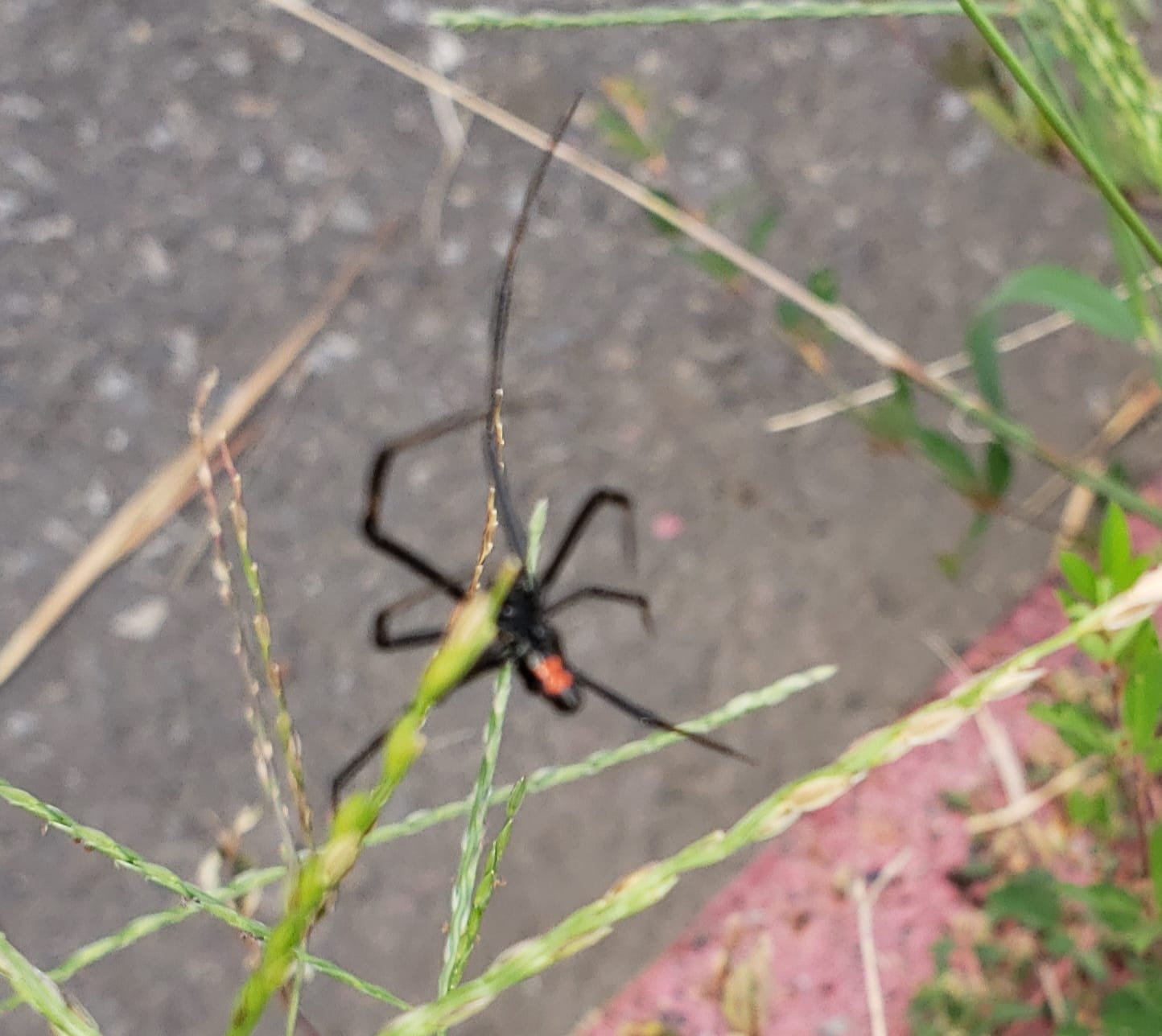 Picture of Latrodectus mactans (Southern Black Widow) - Ventral