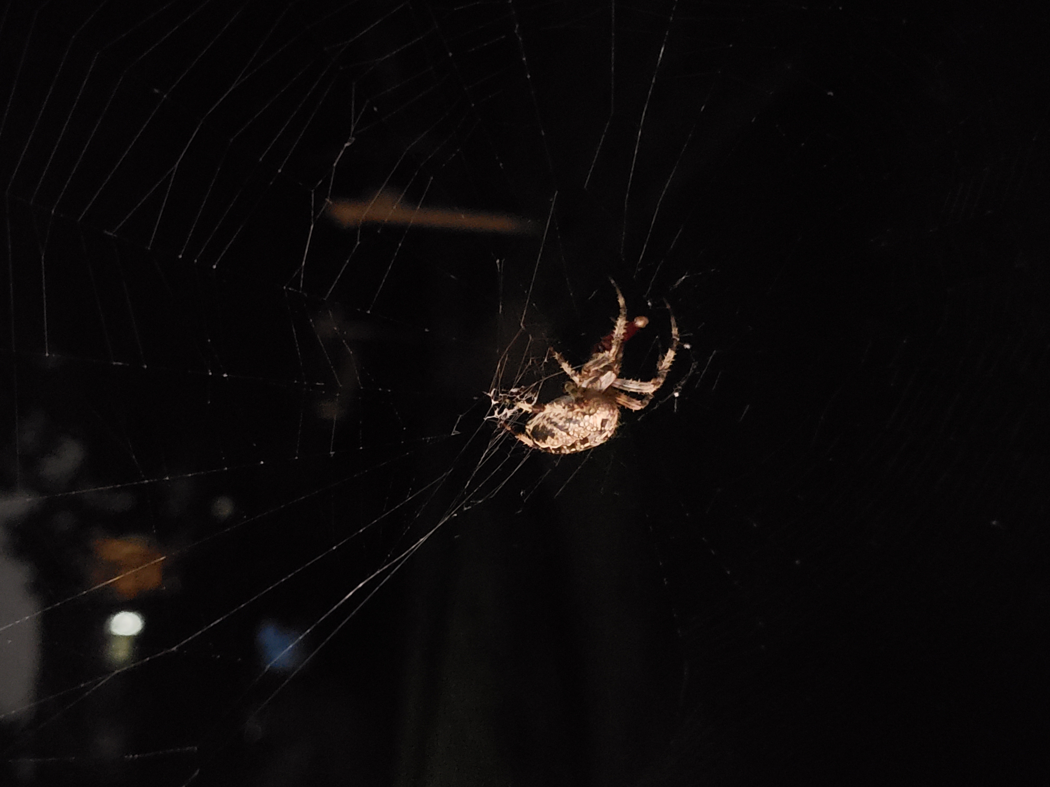 Picture of Araneus diadematus (Cross Orb-weaver) - Lateral,Webs