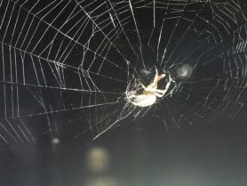 Picture of Neoscona crucifera (Hentz Orb-weaver) - Lateral,Webs
