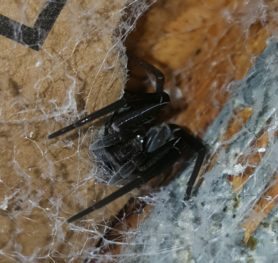 Picture of Kukulcania hibernalis (Southern House Spider) - Female - Eyes,Webs