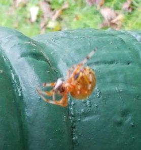 Picture of Araneus marmoreus (Marbled Orb-weaver) - Lateral