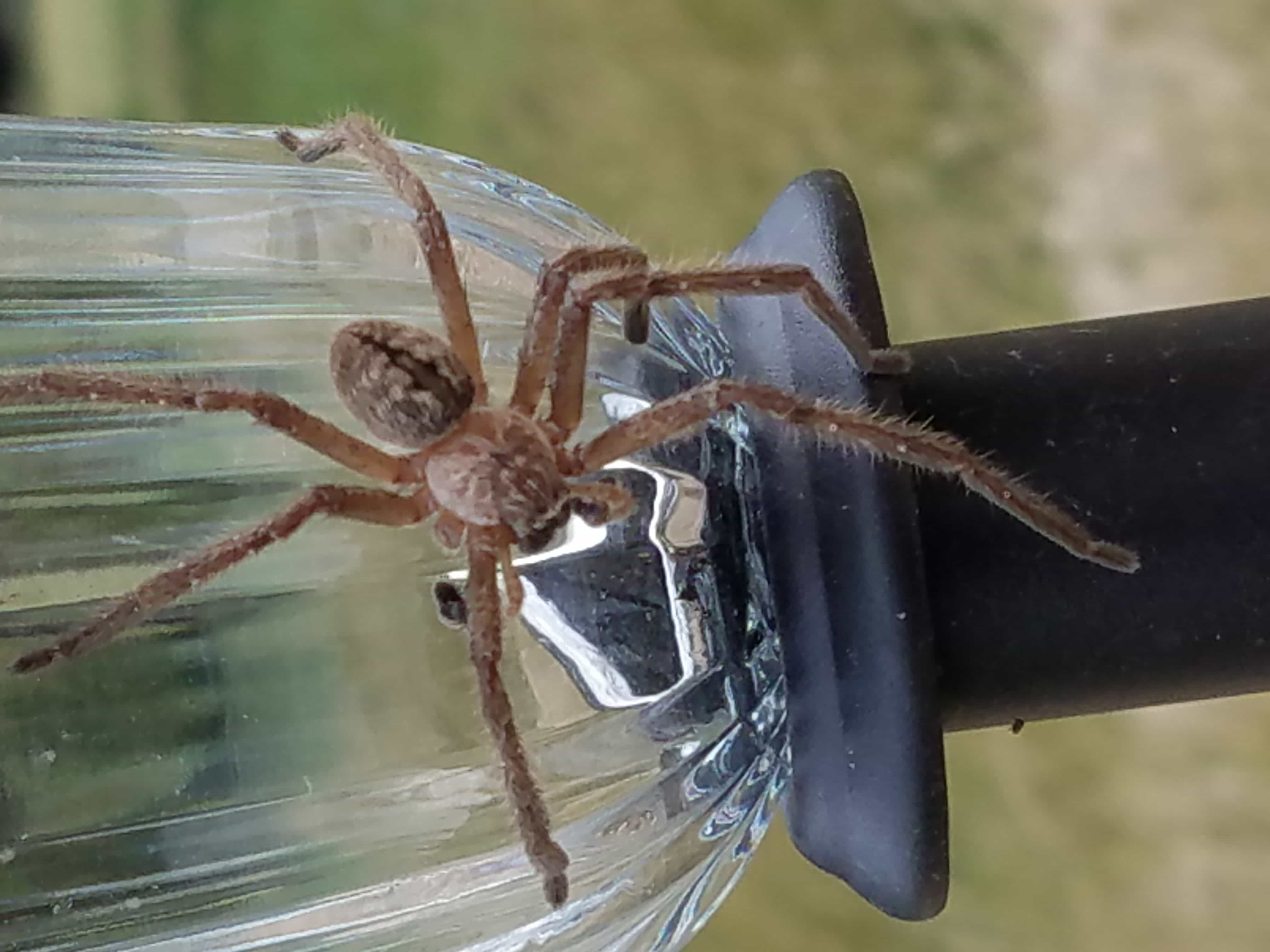 Picture of Olios giganteus (Giant Crab Spider) - Male - Dorsal