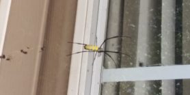 Picture of Trichonephila clavata (Joro spider) - Dorsal