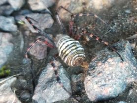 Picture of Argiope trifasciata (Banded Garden Spider) - Dorsal