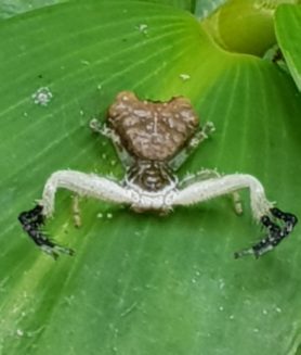 Picture of Phrynarachne ceylonica (Bird-dung Crab Spider) - Dorsal