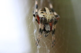 Picture of Neoscona domiciliorum (Spotted Orb-weaver) - Dorsal,Webs