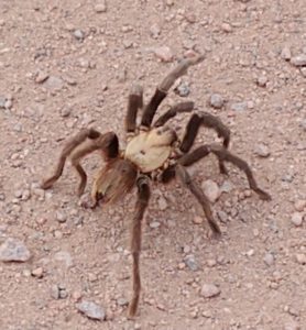Picture of Theraphosa spp. - Dorsal