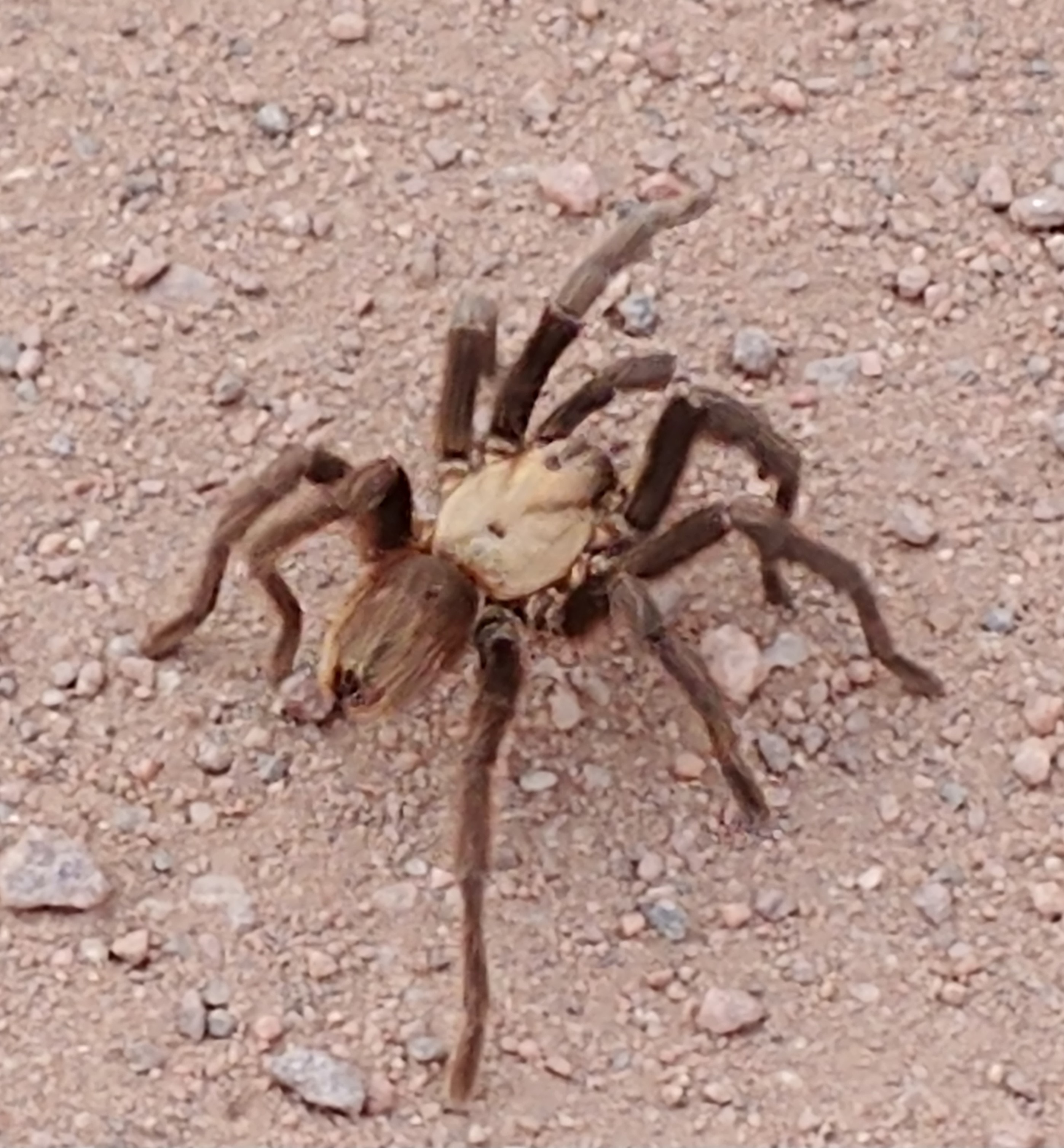 Picture of Theraphosa - Dorsal