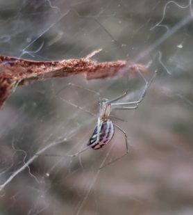 Picture of Neriene litigiosa (Sierra Dome Spider) - Lateral,Webs