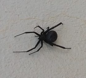 Picture of Latrodectus spp. (Widow Spiders) - Dorsal