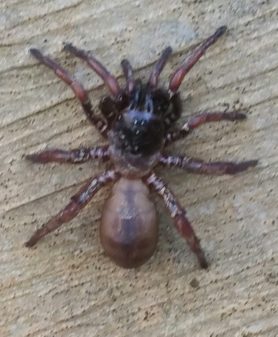 Picture of Myrmekiaphila spp. (Wafer-lid Trapdoor Spiders) - Dorsal