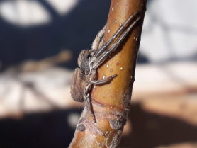 Picture of Thomisidae (Crab Spiders) - Lateral