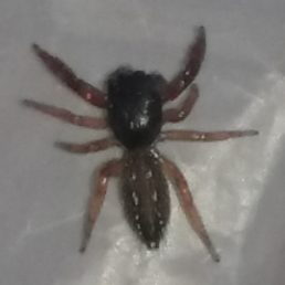 Featured spider picture of Metacyrba taeniola similis