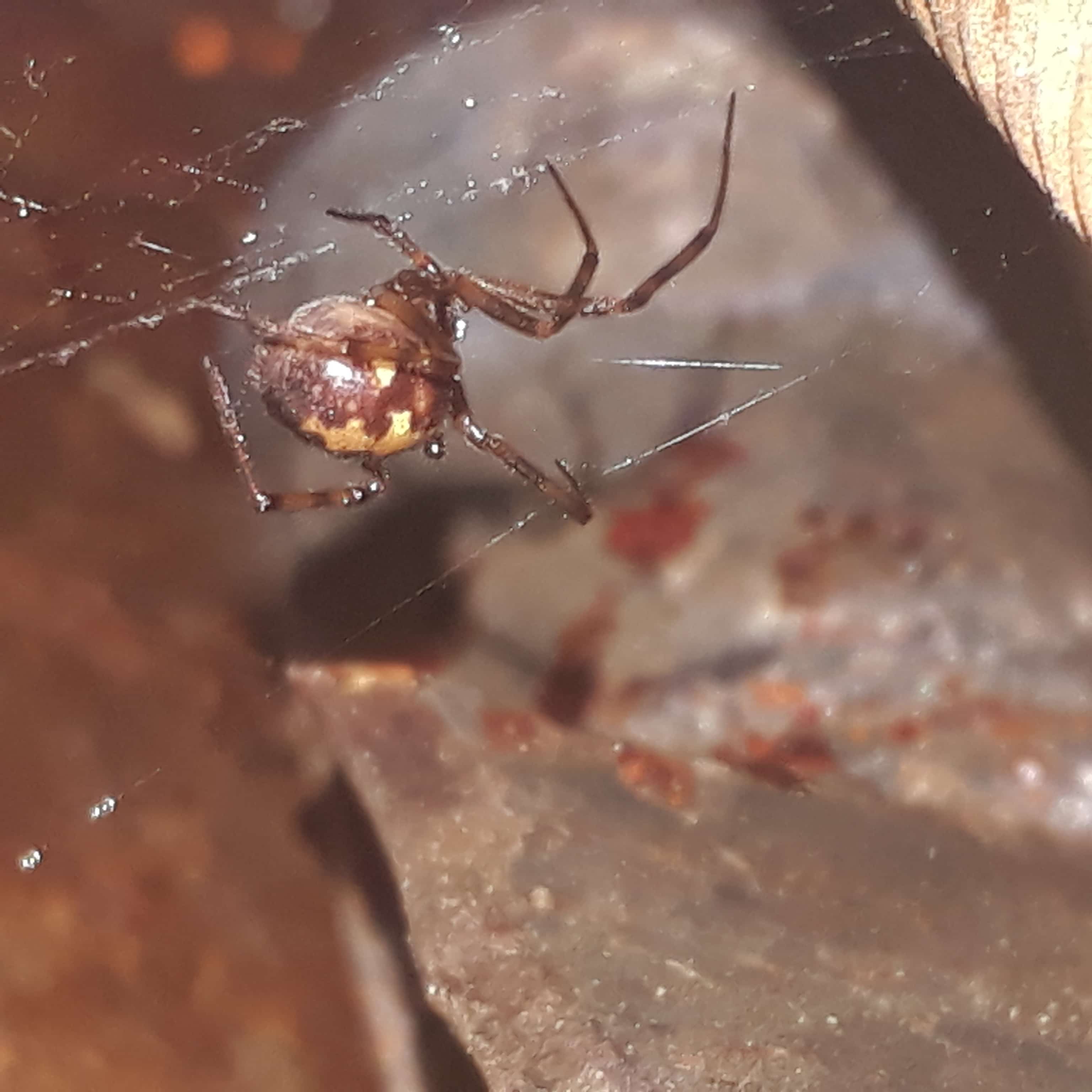 Picture of Steatoda triangulosa (Triangulate Cobweb Spider) - Lateral,Webs