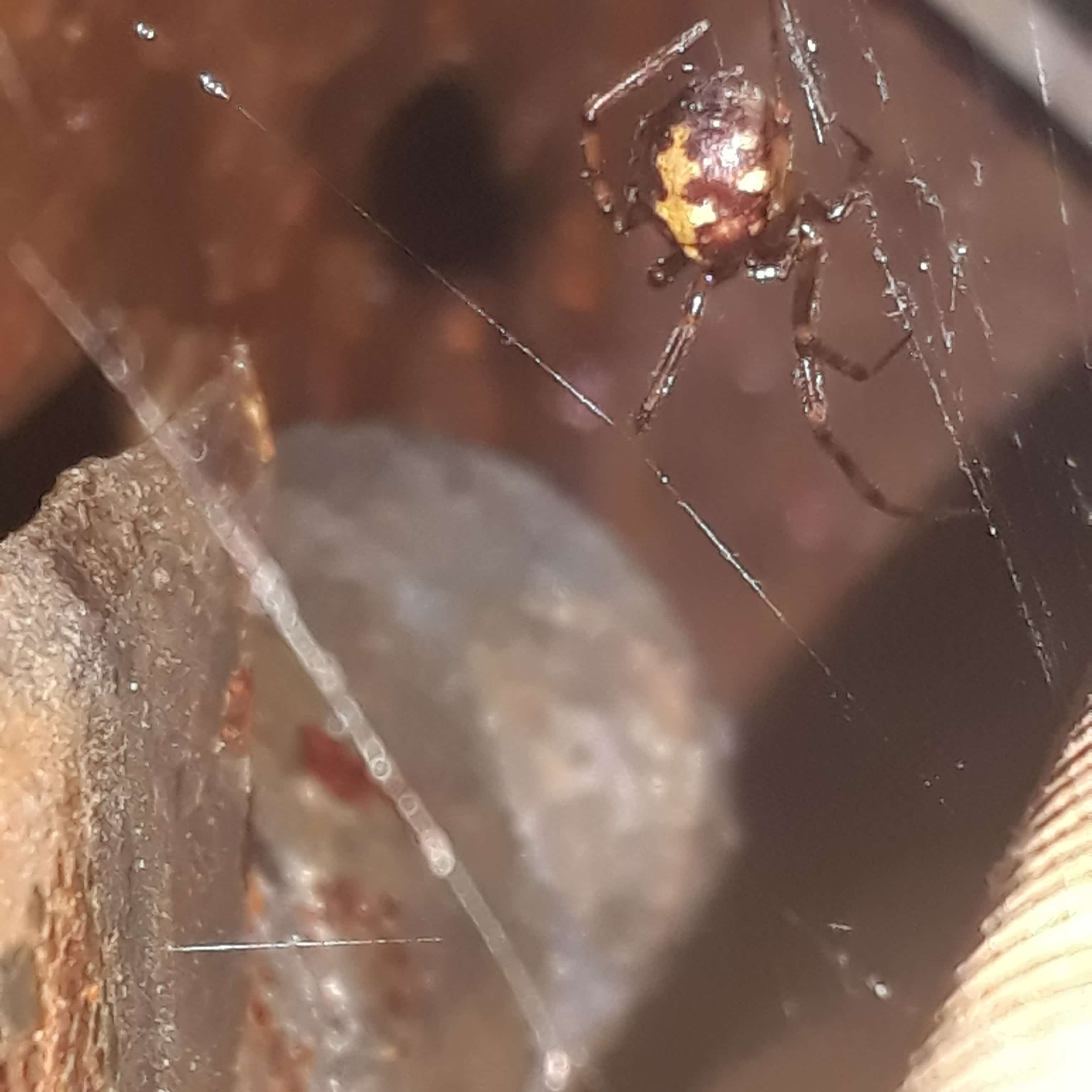 Picture of Steatoda triangulosa (Triangulate Cobweb Spider) - Dorsal,Webs