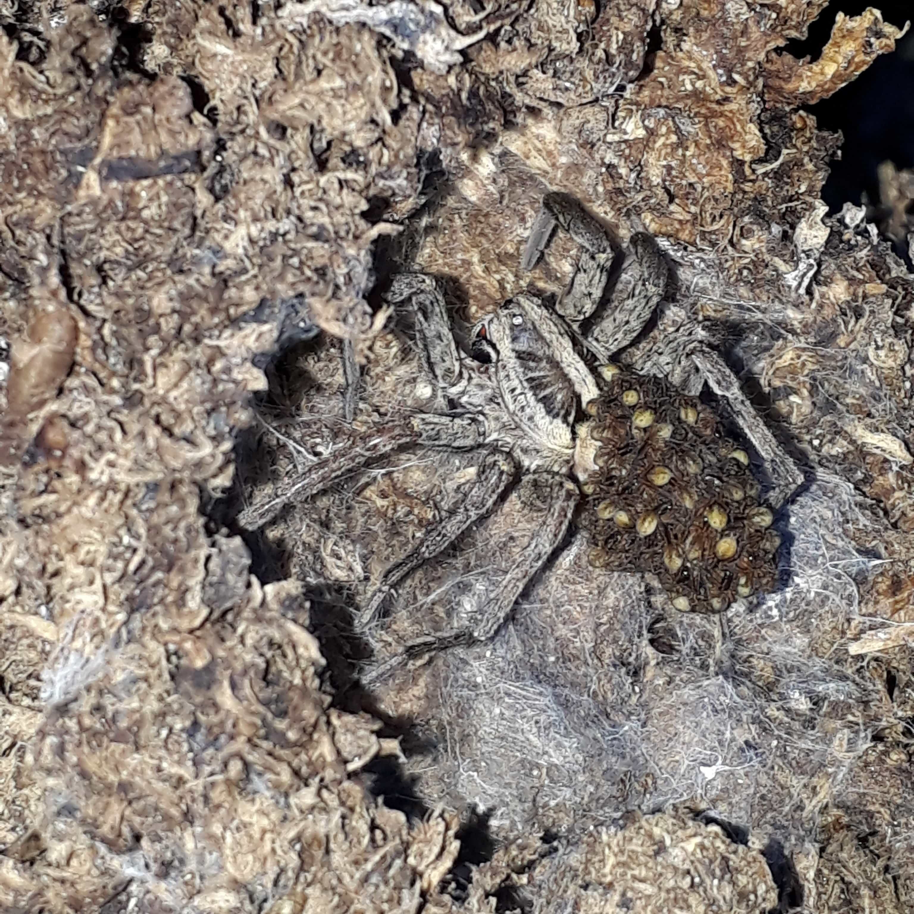 Picture of Hogna radiata - Female - Dorsal,Spiderlings