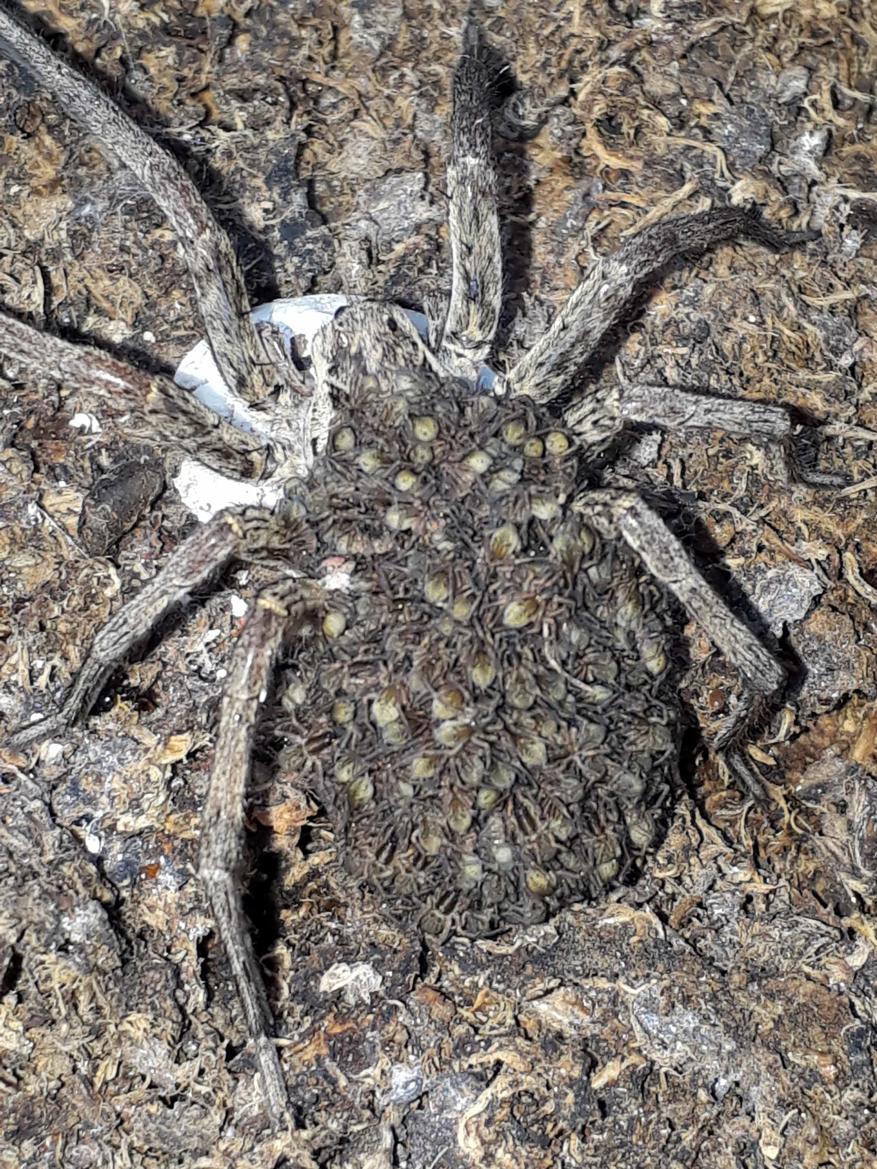 Picture of Hogna radiata - Female - Dorsal,Egg sacs,Spiderlings