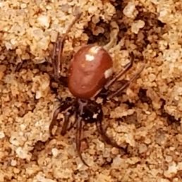 Featured spider picture of Asagena fulva