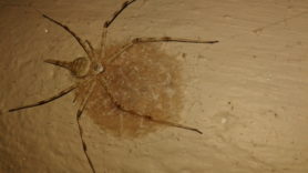 Picture of Hersiliidae (Two-tailed Spiders) - Dorsal,Egg sacs
