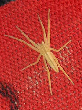 Picture of Tibellus spp. (Slender Crab Spiders) - Dorsal