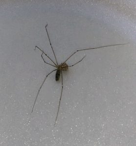 Picture of Pholcus phalangioides (Long-bodied Cellar Spider) - Female - Dorsal,Egg sacs
