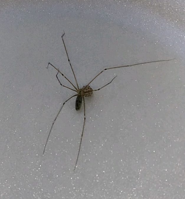 Picture of Pholcus phalangioides (Long-bodied Cellar Spider) - Female - Dorsal,Egg sacs