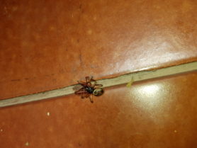 Picture of Steatoda nobilis (Noble False Widow) - Male - Dorsal