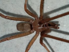 Picture of Kukulcania hibernalis (Southern House Spider) - Male - Dorsal
