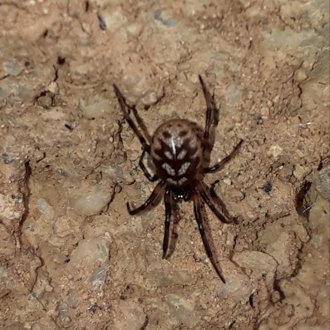 Picture of Steatoda albomaculata (White-spotted False Widow)