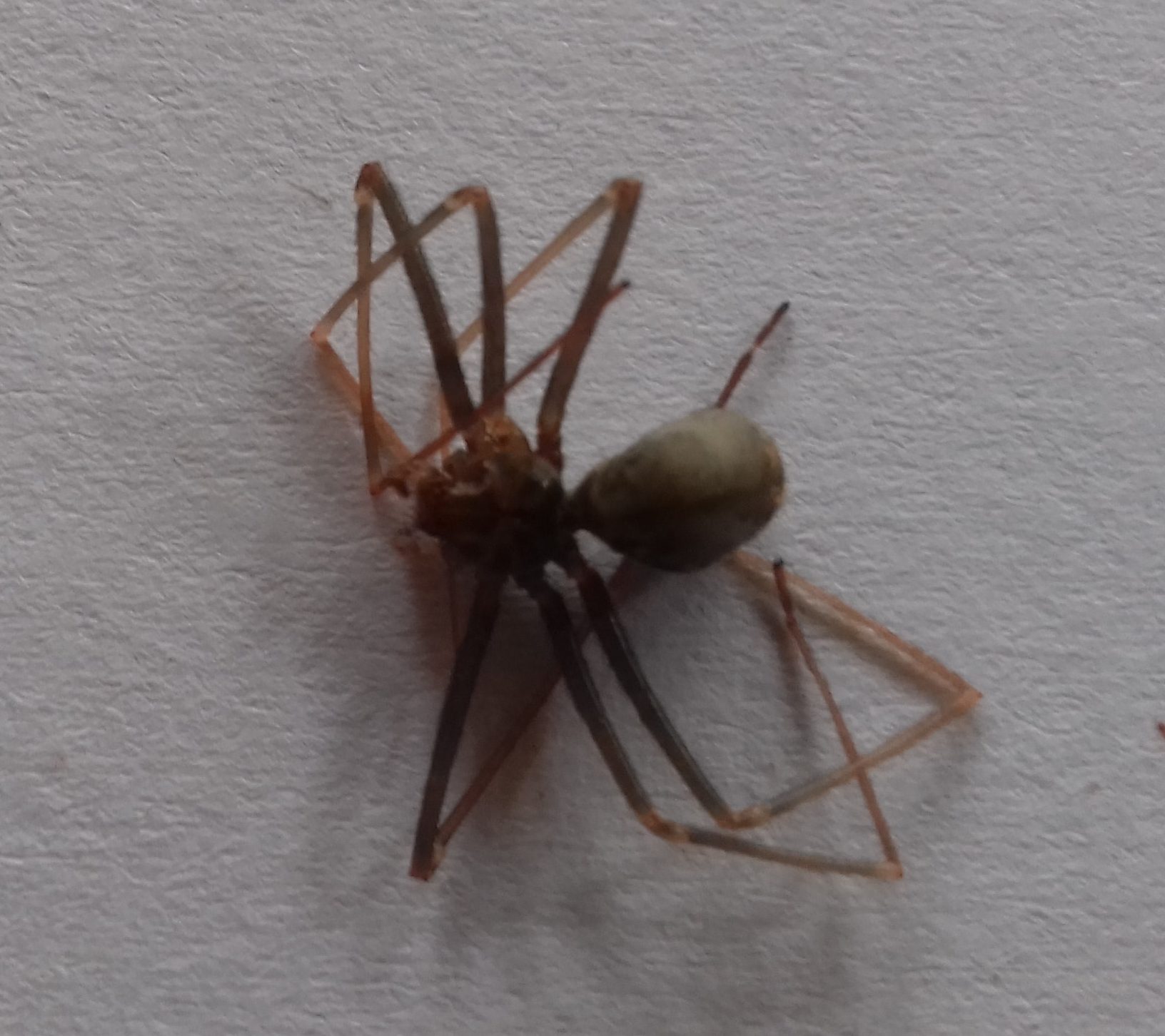 Picture of Loxosceles (Recluse Spiders) - Dorsal