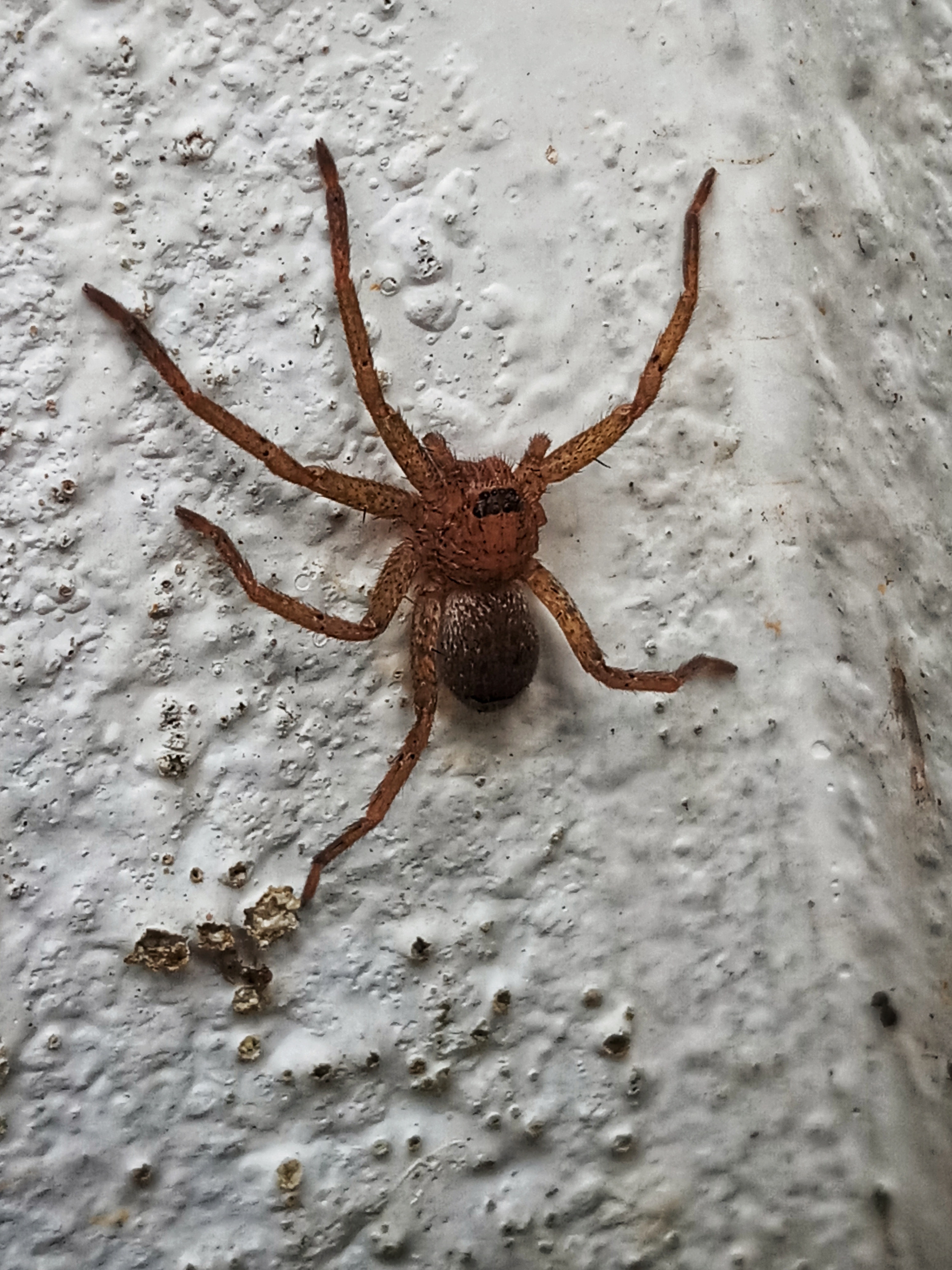Picture of Sparassidae (Giant Crab Spiders) - Dorsal