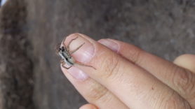 Picture of Lycosidae (Wolf Spiders) - Male - Lateral