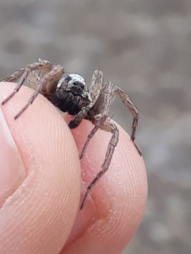 Picture of Lycosidae (Wolf Spiders) - Male - Eyes