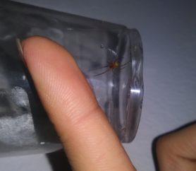 Picture of Nesticodes rufipes (Red House Spider) - Ventral
