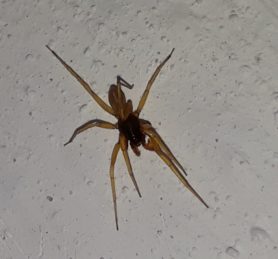 Picture of Dysderidae (Dysderid Spiders) - Dorsal